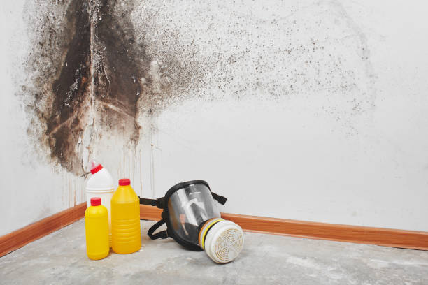 Best Residential Mold Remediation in Rio Vista, TX
