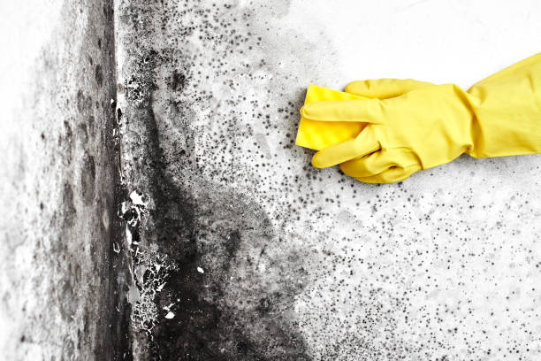 Best Insurance-Related Mold Remediation in Rio Vista, TX