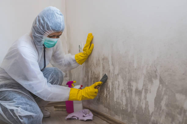 Best Mold Remediation for Specific Building Types in Rio Vista, TX
