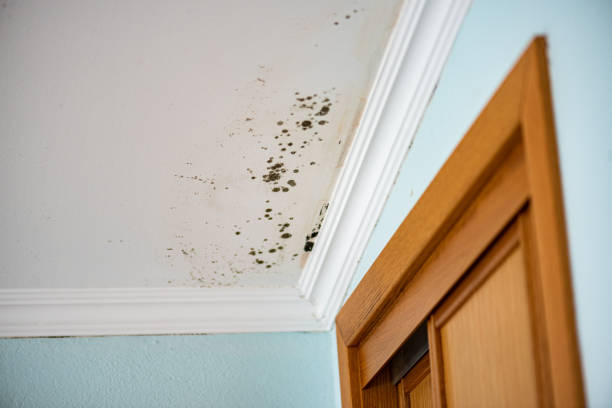 Best Residential Mold Remediation in Rio Vista, TX
