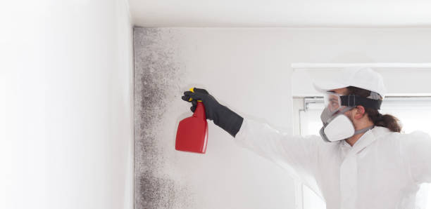 Best Basement Mold Remediation in Rio Vista, TX