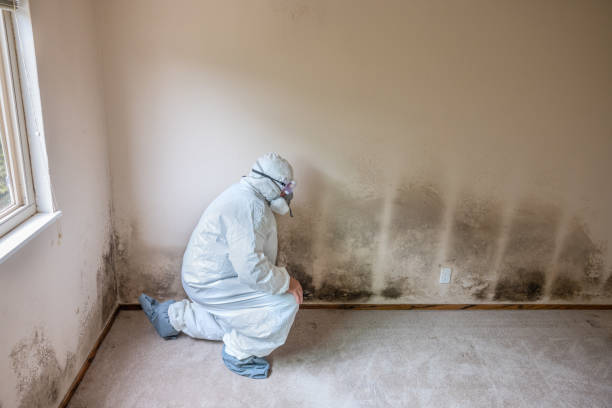 Best Health and Safety Mold Remediation in Rio Vista, TX