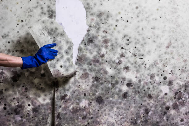 Professional Mold Remediation in Rio Vista, TX