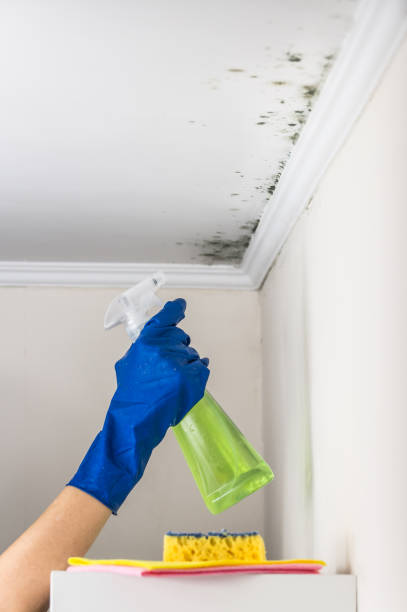 Best White Mold Remediation in Rio Vista, TX
